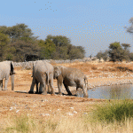 Avant de Partir en Afrique du Sud