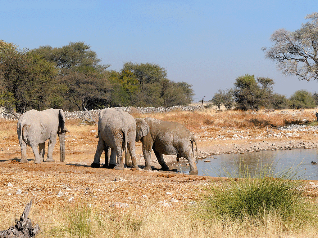 Avant de Partir en Afrique du Sud