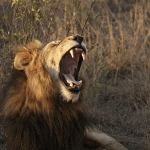 Partir en Afrique du Sud