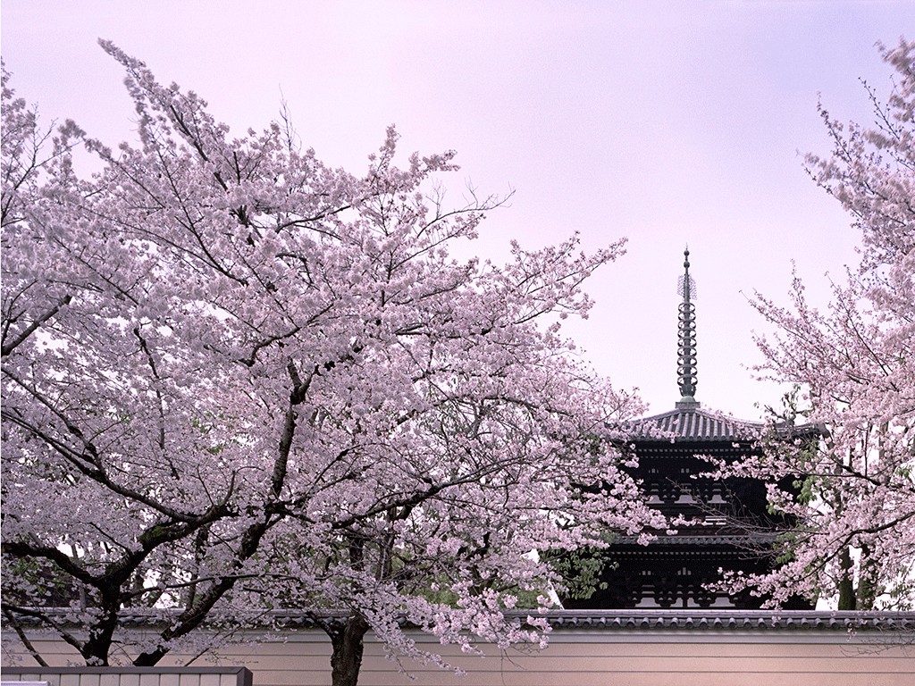 Quand Partir au Japon ?