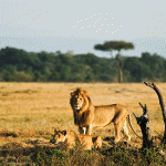 Quand Partir en Afrique du Sud?