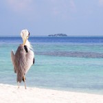 Pourquoi pas les Maldives au sable blanc à perte de vue, mer turquoise?