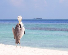 Pourquoi pas les Maldives au sable blanc à perte de vue, mer turquoise?