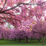 Les cerisiers en fleurs…