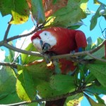 Au Costa Rica, un voyage au bout de l’authenticité, Osa Peninsula