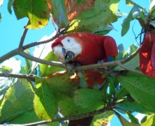 Au Costa Rica, un voyage au bout de l’authenticité, Osa Peninsula