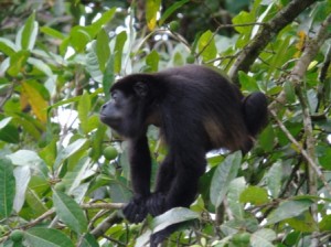 Corcovado Costa Rica - Mono congo