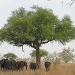 BoubaNdjinda, le repère de l’Eland de derby, la plus grande antilope d’Afrique