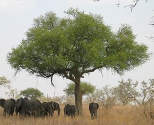 BoubaNdjinda, le repère de l’Eland de derby, la plus grande antilope d’Afrique