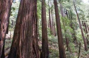Les redwoods et séquoïas de Californie sont des arbres millénaires