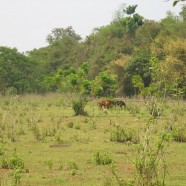 Les raisons pour une randonnée au Laos