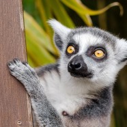 Madagascar, la terre des découvertes