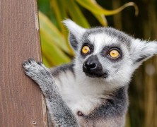 Madagascar, la terre des découvertes