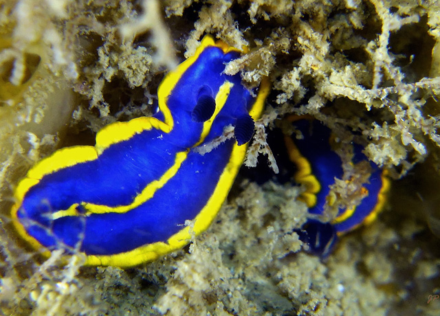 minuscule nudibranche