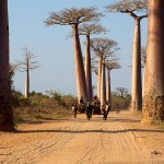 À la découverte des trésors naturels de Madagascar