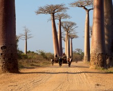 À la découverte des trésors naturels de Madagascar