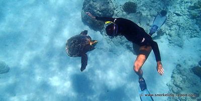OIndien2 - Rencontre avec une tortue imbriquée à Anse Caïman, La Digu...