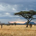 Le ronjo camp : meilleur hébergement dans le Serengeti