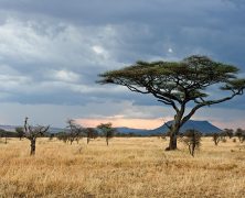 Le ronjo camp : meilleur hébergement dans le Serengeti