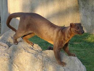 fossa