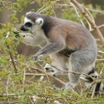 Les animaux en voie d’extinction à découvrir pendant votre voyage à Madagascar