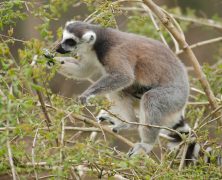 Les animaux en voie d’extinction à découvrir pendant votre voyage à Madagascar