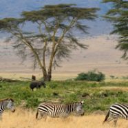 Le Trek Masaï en Tanzanie : un voyage de randonnée