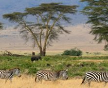 Le Trek Masaï en Tanzanie : un voyage de randonnée