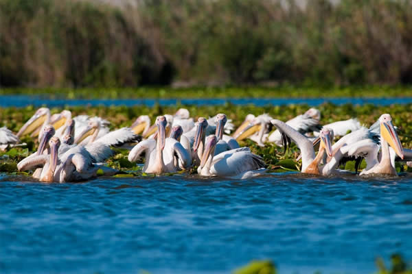 delta danube 1