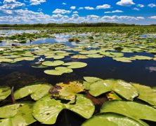 10 choses à savoir sur le Delta du Danube