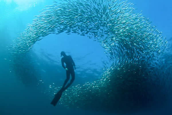 plongée avec sardine