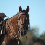 Partir à la découverte d’Alberta à cheval