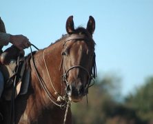 Partir à la découverte d’Alberta à cheval