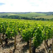 L’oenotourisme à Chablis, le « bien vivre » tout simplement