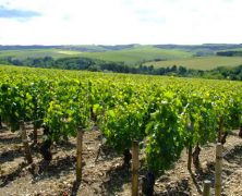 L’oenotourisme à Chablis, le « bien vivre » tout simplement