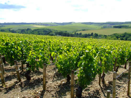 grapevines_in_chablis