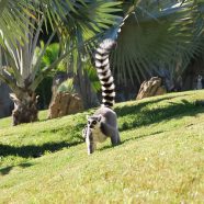 Voyage à Madagascar et ses bons plans