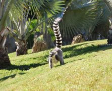 Voyage à Madagascar et ses bons plans