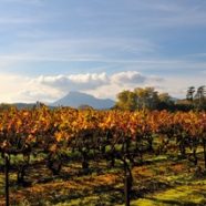 Séjour touristique dans le Vignoble La Londe Les Maures