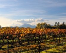 Séjour touristique dans le Vignoble La Londe Les Maures