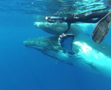 Comment se faire approcher par les dauphins ou les baleines ?