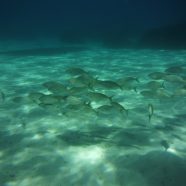 Pourquoi se mettre à la plongée sous marine cet été ?