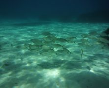 Pourquoi se mettre à la plongée sous marine cet été ?