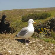 Les incontournables d’un voyage en Bretagne