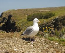 Les incontournables d’un voyage en Bretagne