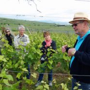 Voyage au cœur du vignoble alsacien