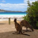 Australie, une opportunité de voyage mais aussi de stage