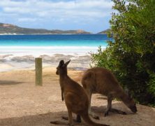 Australie, une opportunité de voyage mais aussi de stage