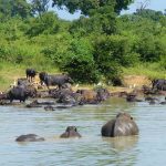 À la découverte des animaux du Sri Lanka