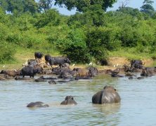 À la découverte des animaux du Sri Lanka